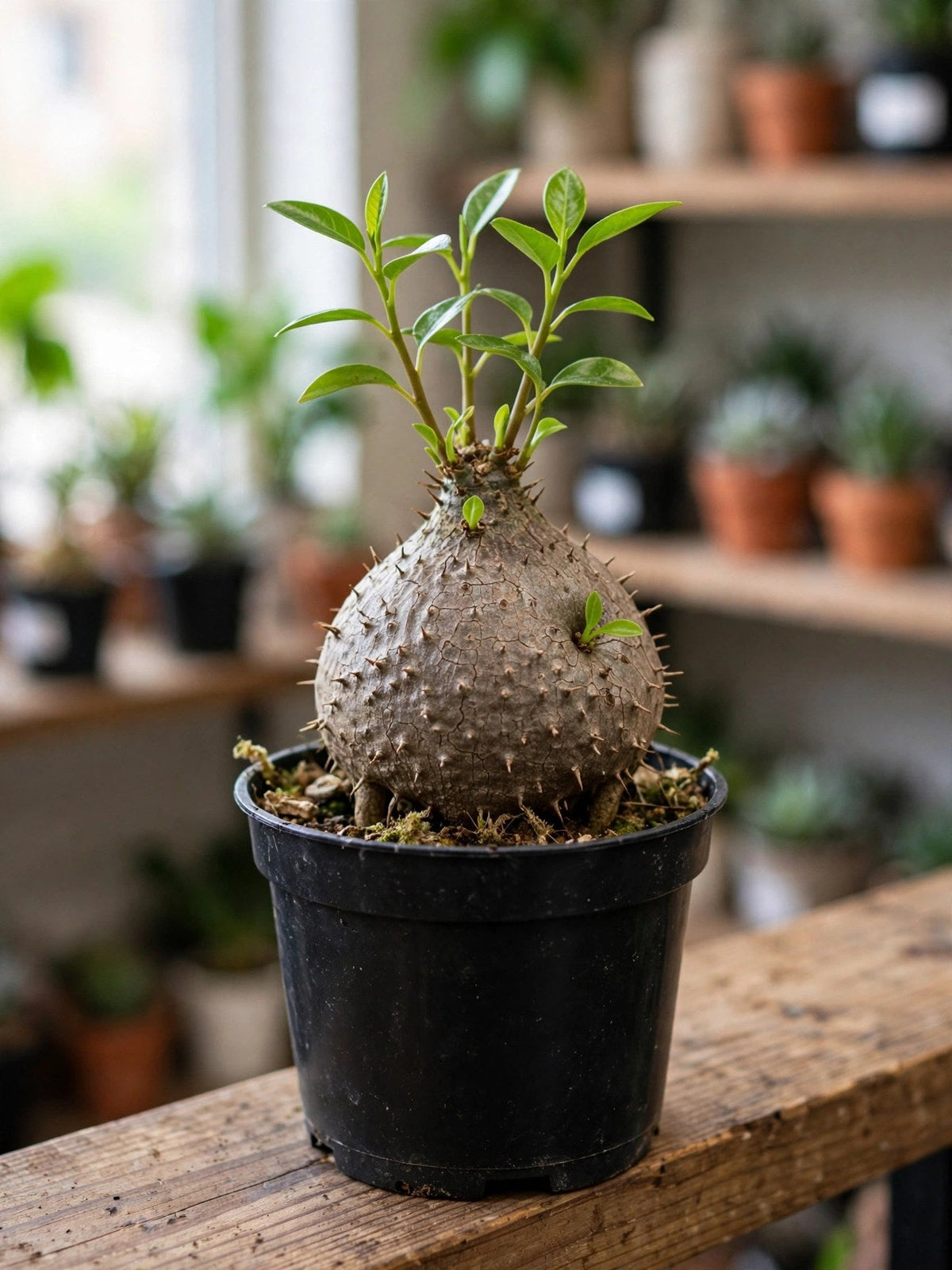 Myrmecodia Ant Plant