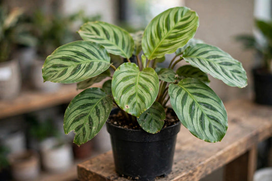 Calathea Green Beauty