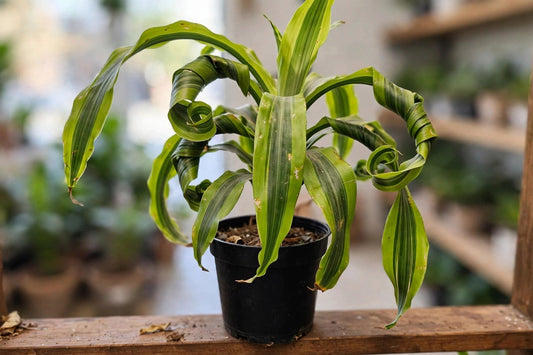 Dracaena Lemon Lime