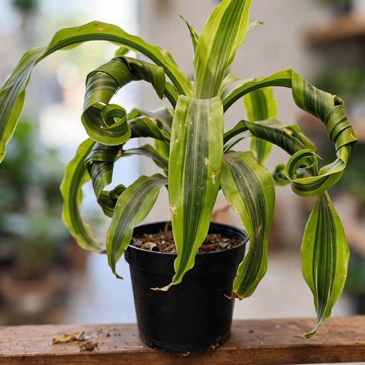 Dracaena Lemon Lime