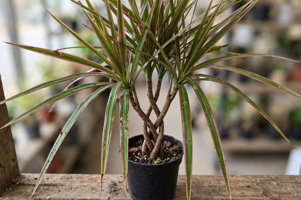 Dracaena Magenta Braid