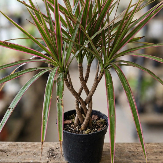 Dracaena Magenta Braid