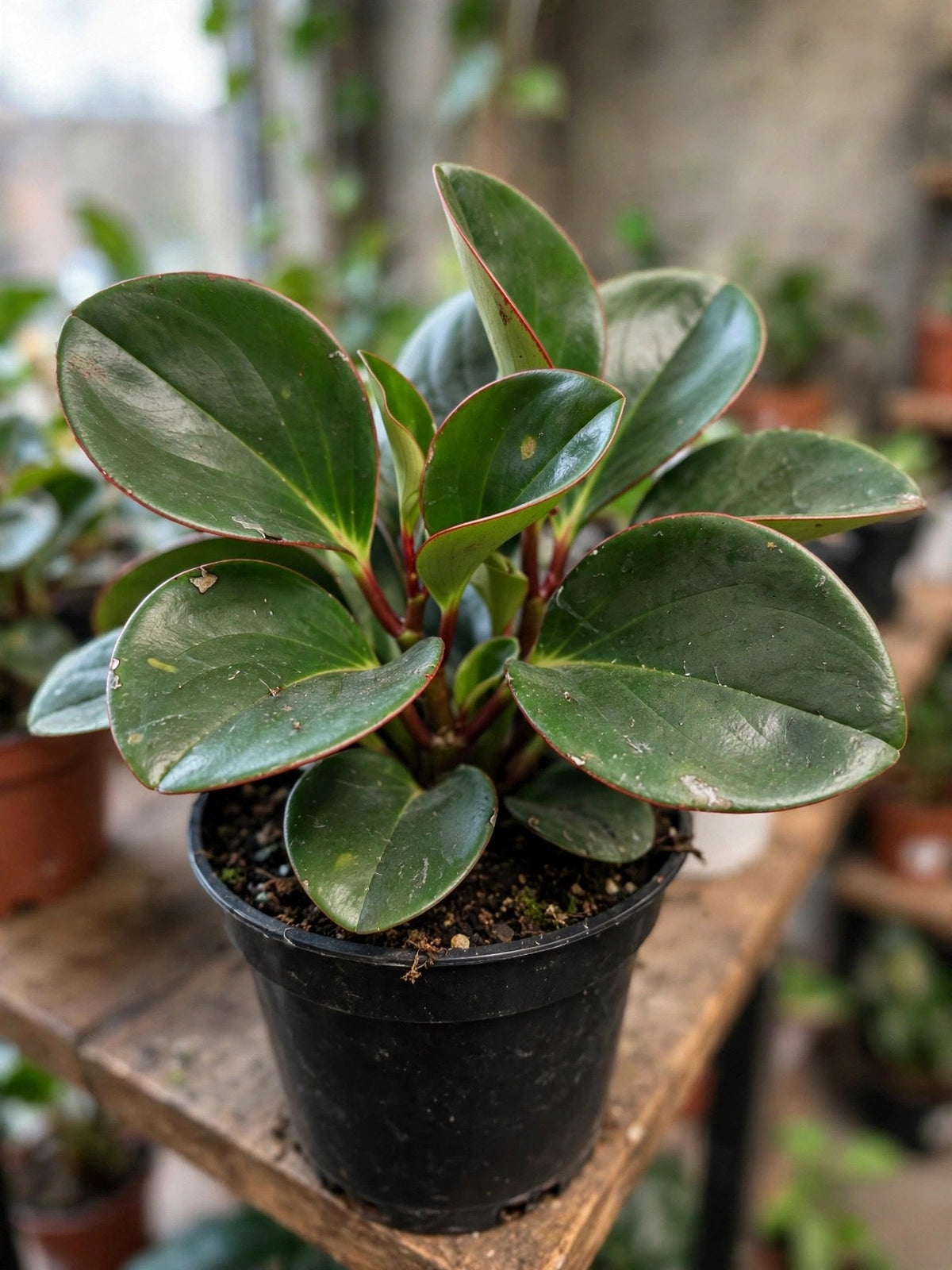 Peperomia Obtusifolia Red Edge