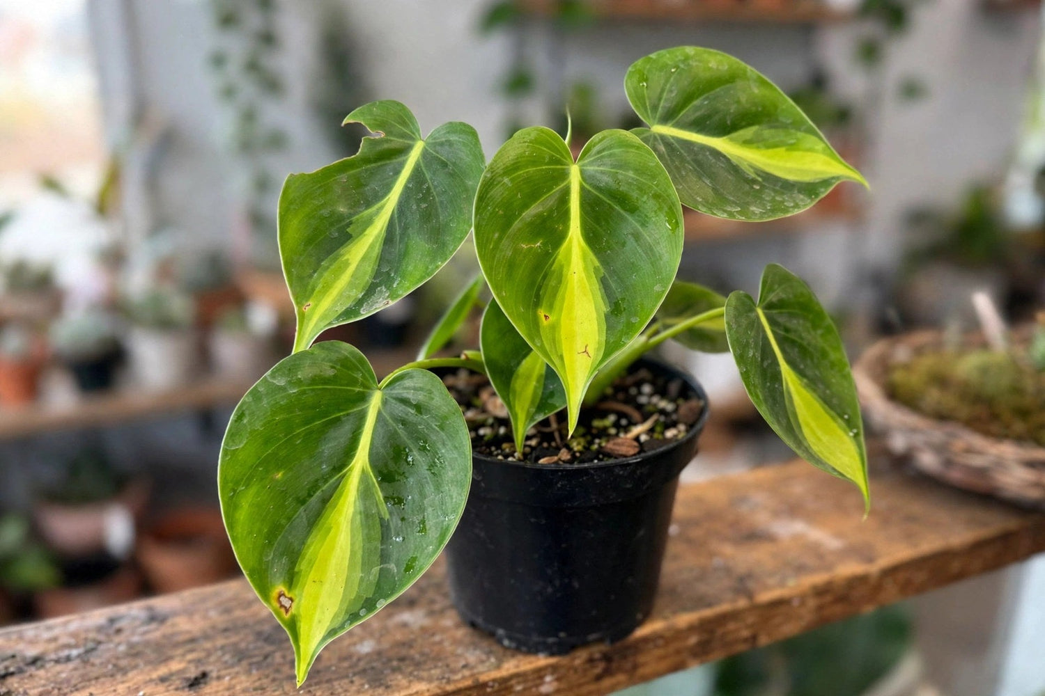 Philodendron Brasil