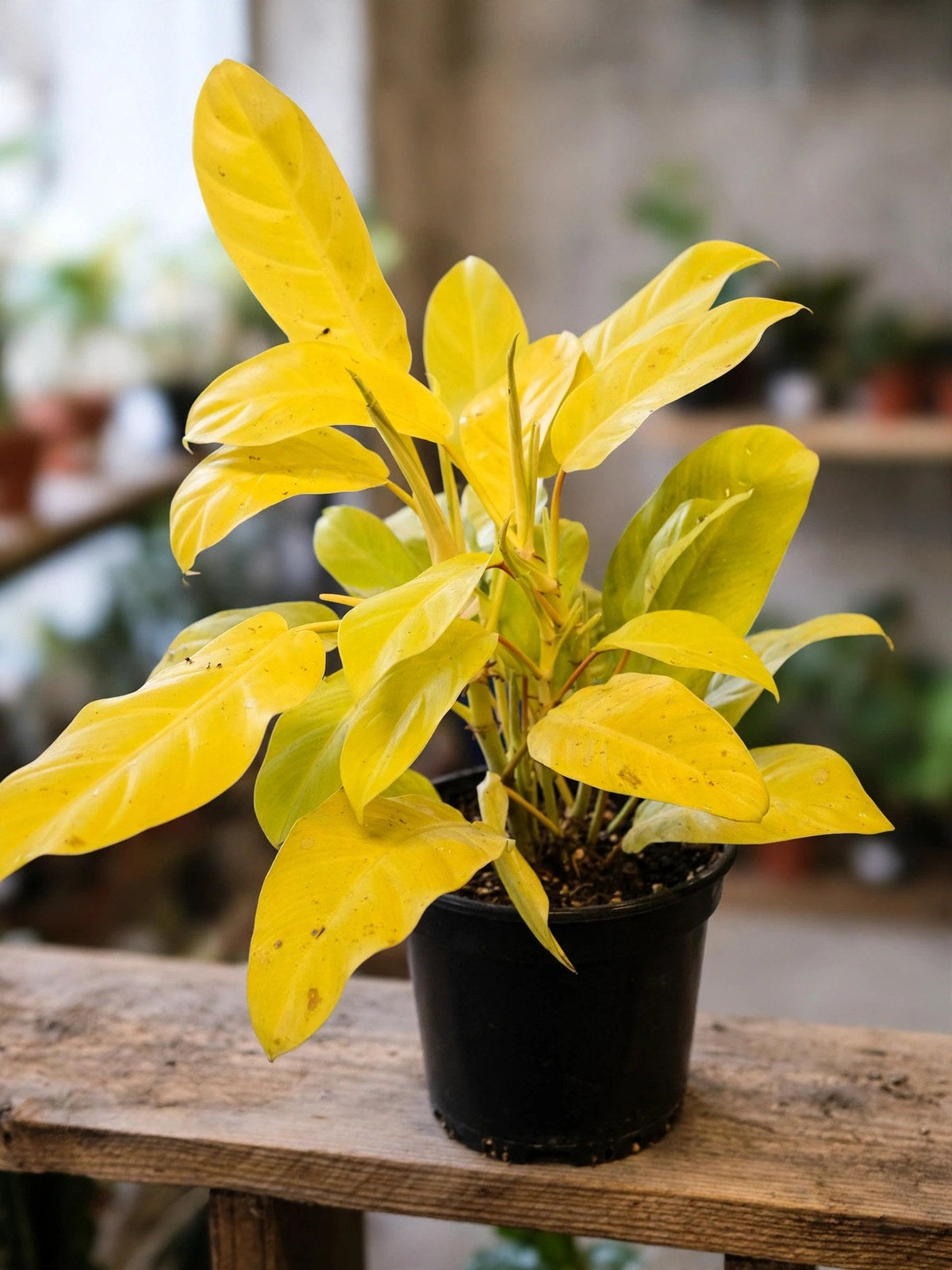 Philodendron Mayagold