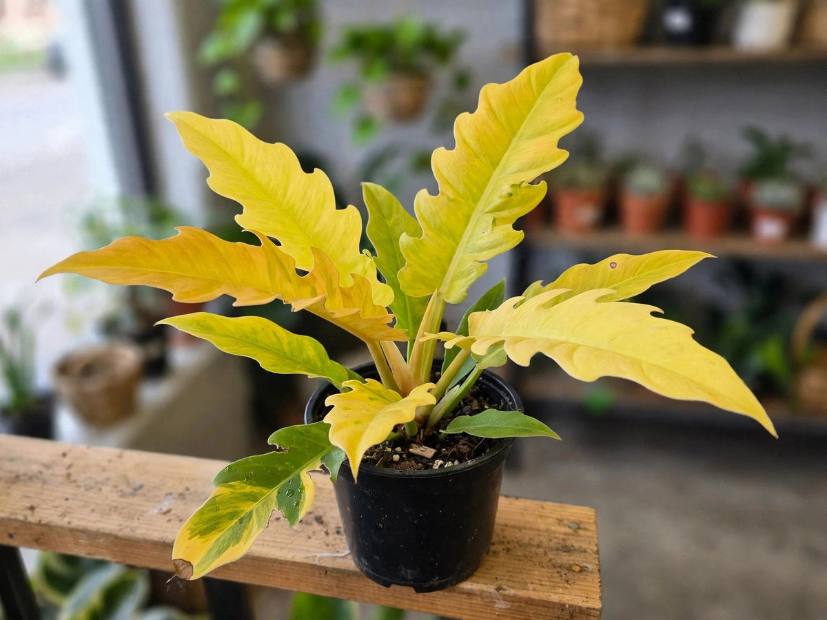 Philodendron Ring of Fire Golden