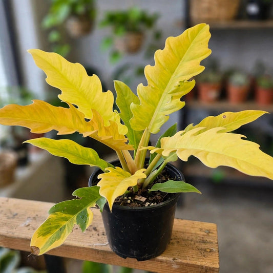 Philodendron Ring of Fire Golden