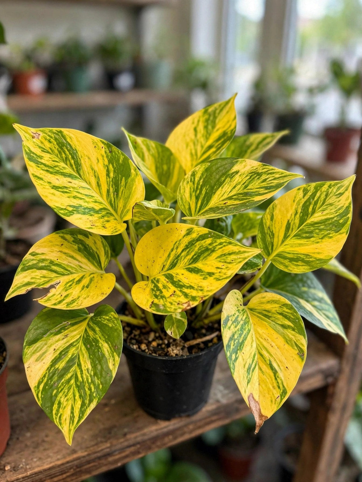 Pothos High Colour