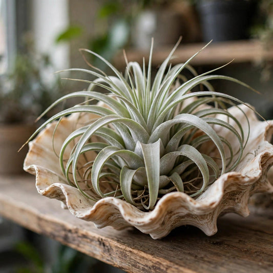 Tillandsia Air Plant In Shell