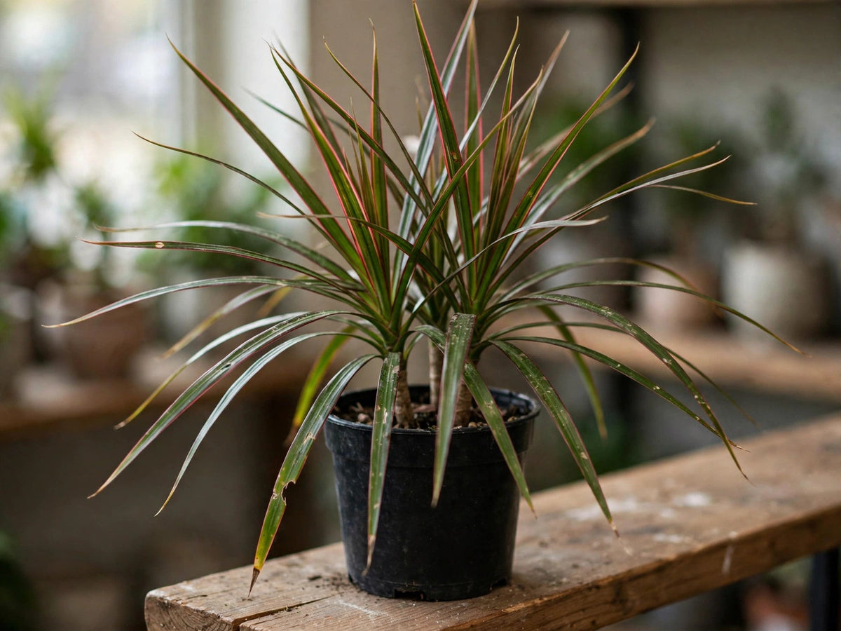 Dracaena Marginata
