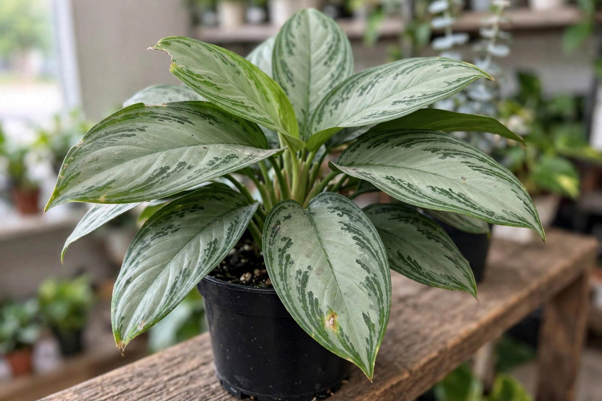 Aglaonema Silver Bay
