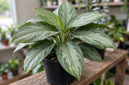 Aglaonema Silver Bay