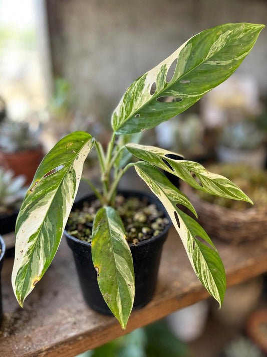 Epipremnum Pinnatum Variegated