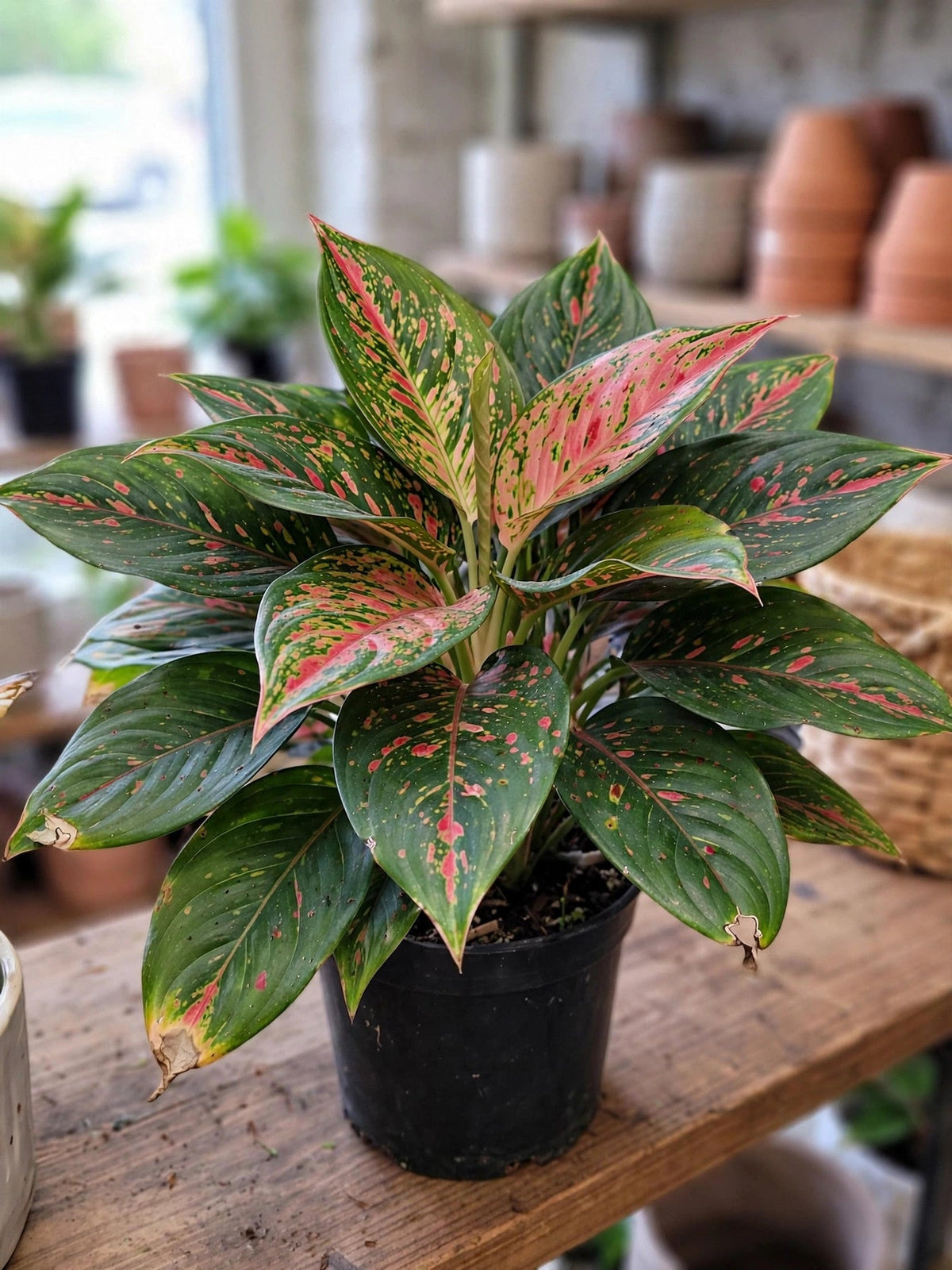 Aglaonema Mary Ann