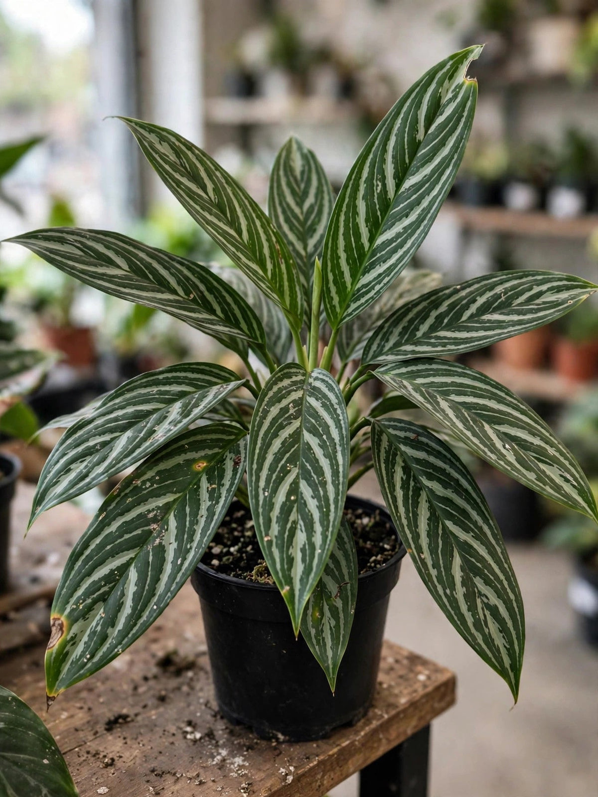 Aglaonema Stripes