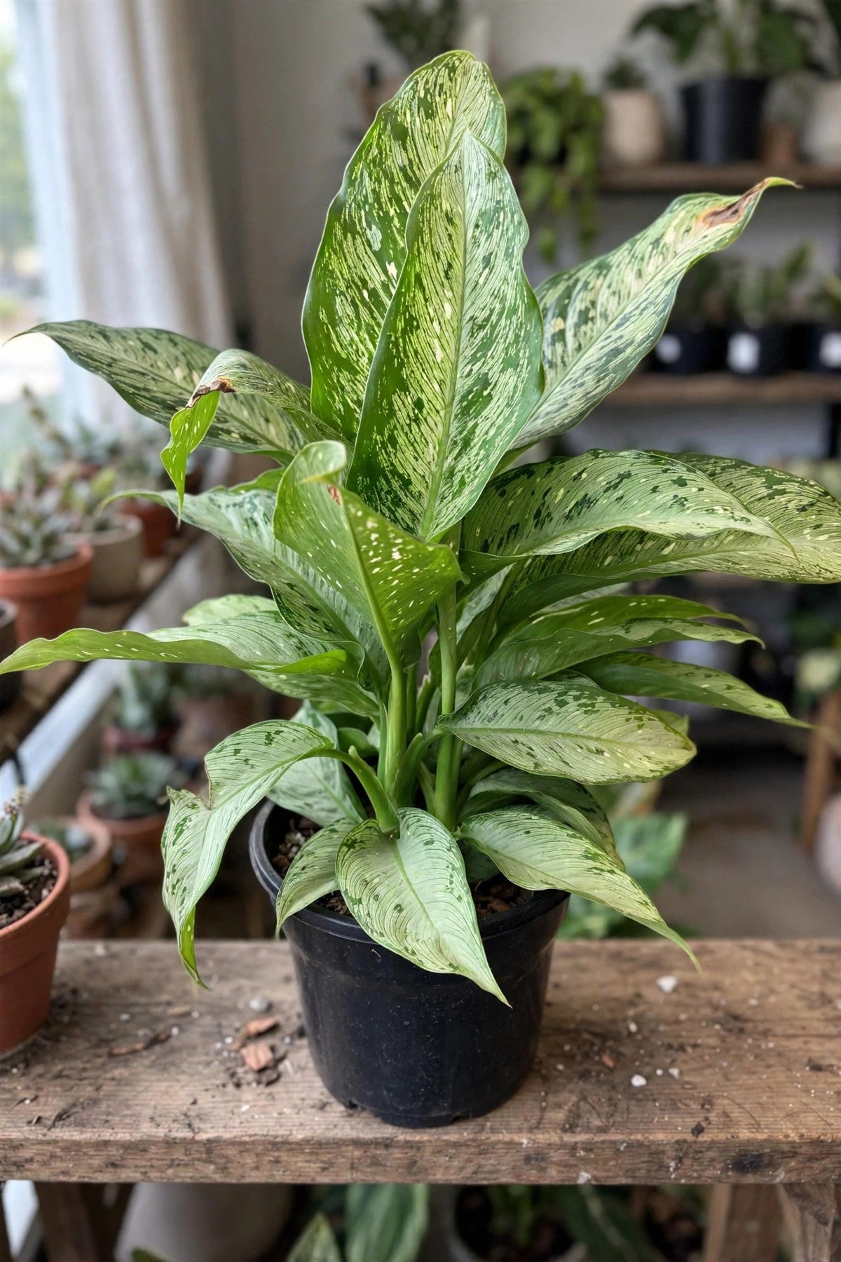 Dieffenbachia Memoria Corsii