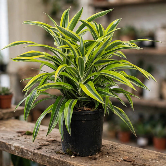 Dracaena Warneckii Lemon Lime