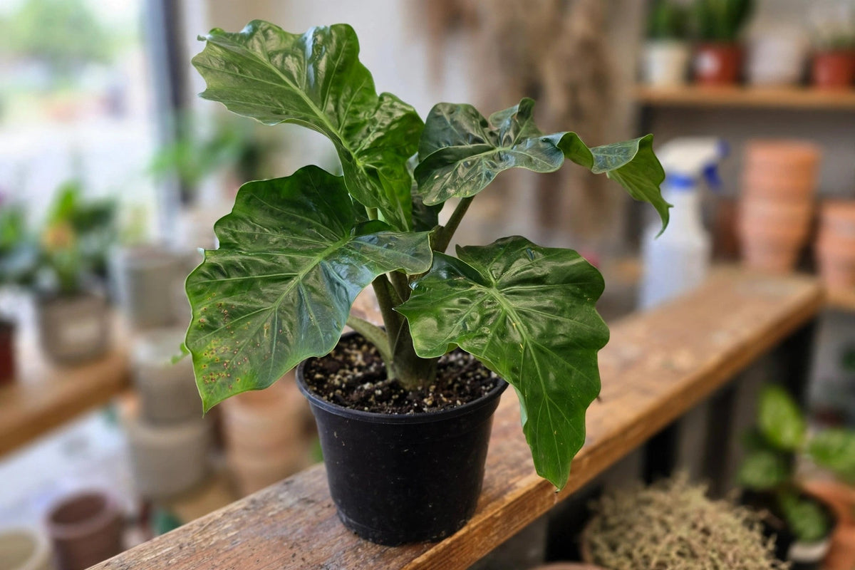Alocasia Low Rider