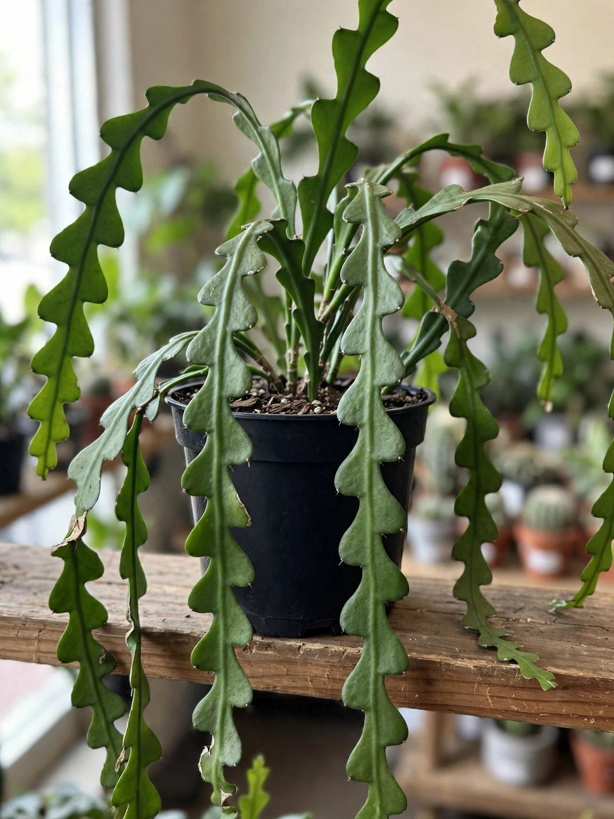 Cactus Ric Rac (Fish Bone)