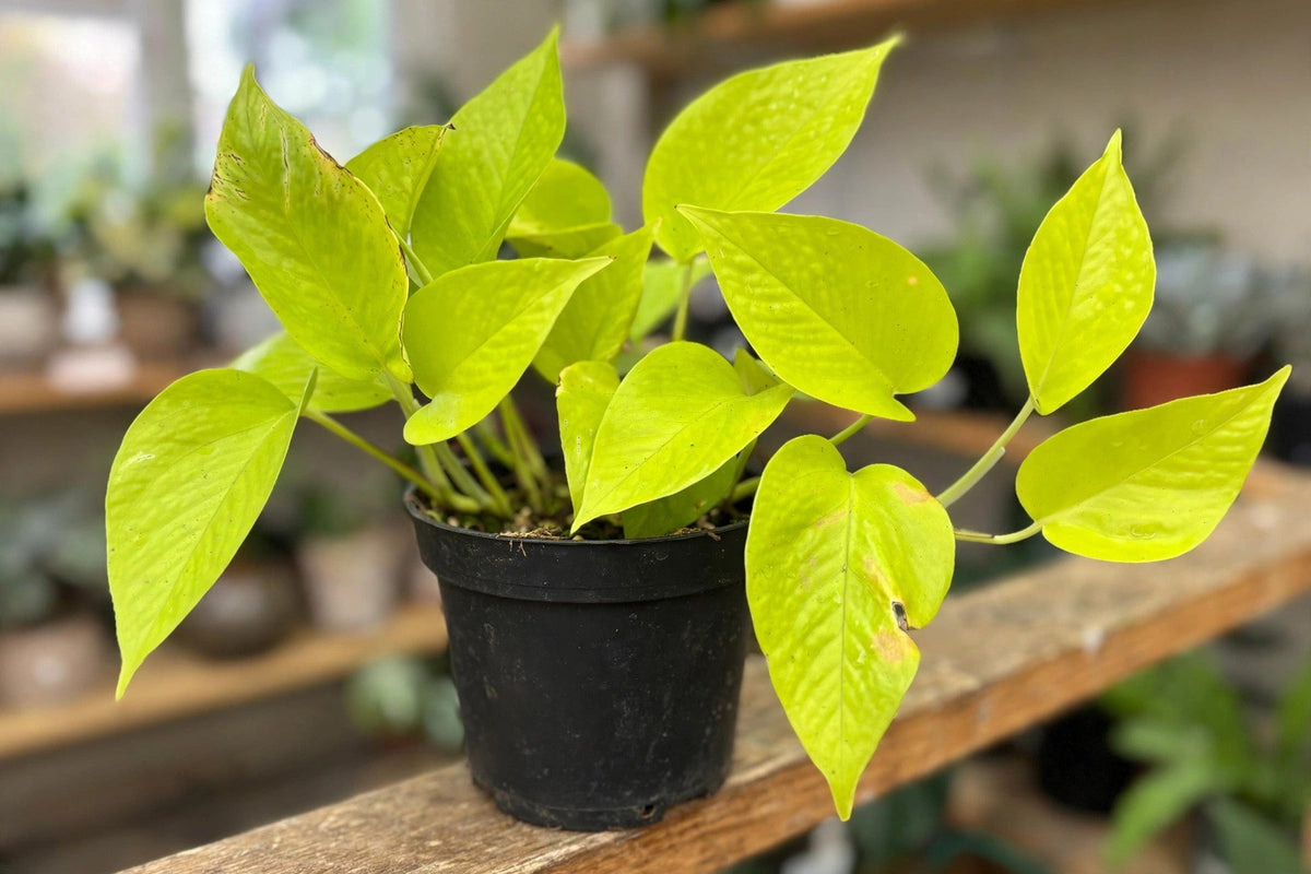 Pothos Neon 4 “