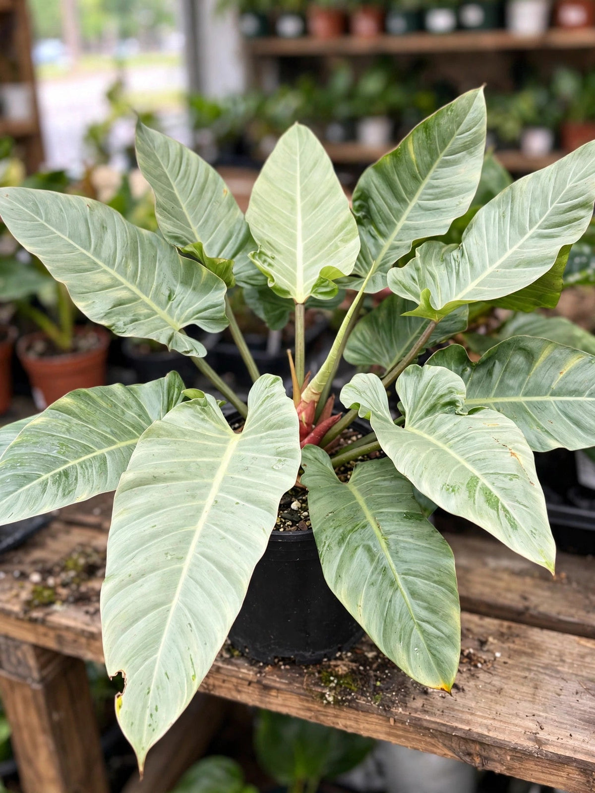 Philodendron Melinonii Ghost