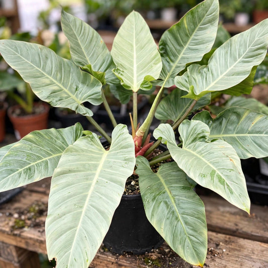 Philodendron Melinonii Ghost