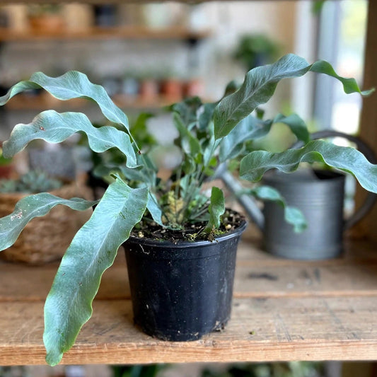 Blue Star Fern
