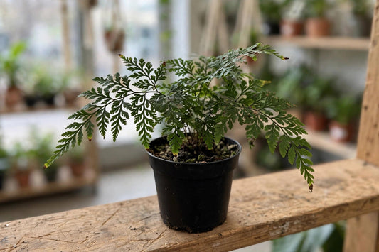 Korean Rock Fern