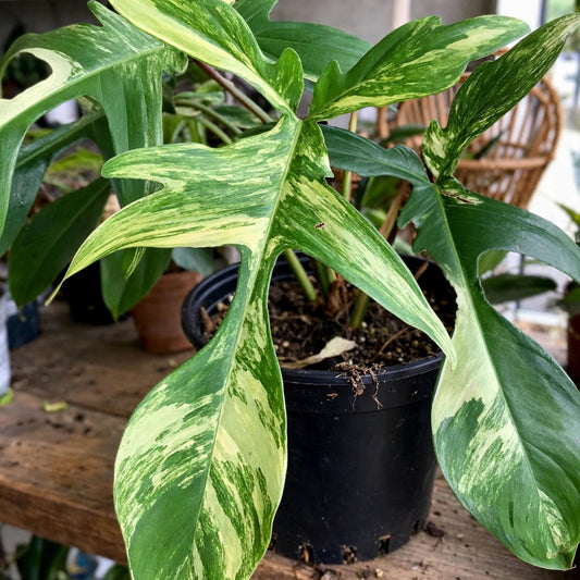 Philodendron Florida Green Beauty Variegated