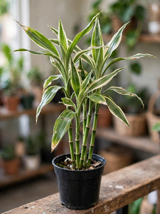 Dracaena Sandriana