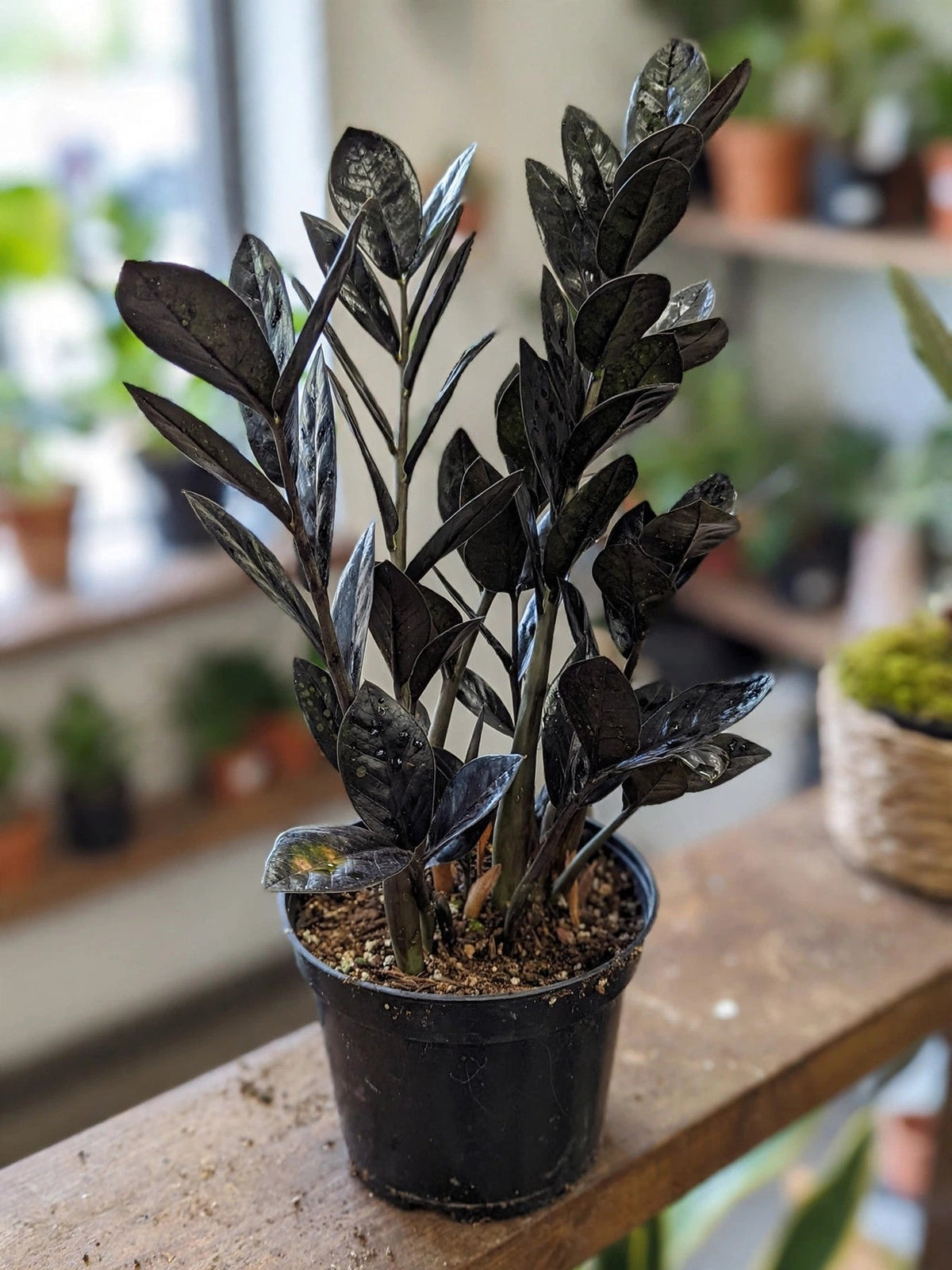 Zz Zamioculcas Zamiifolia Raven Toxix