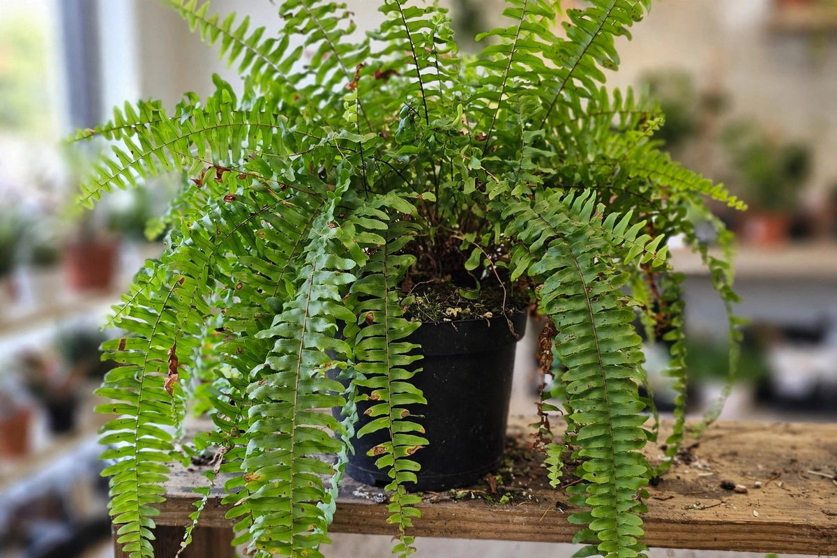Boston fern