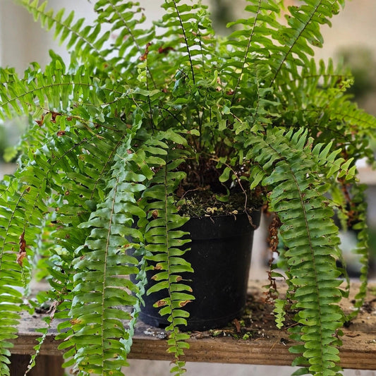 Boston fern