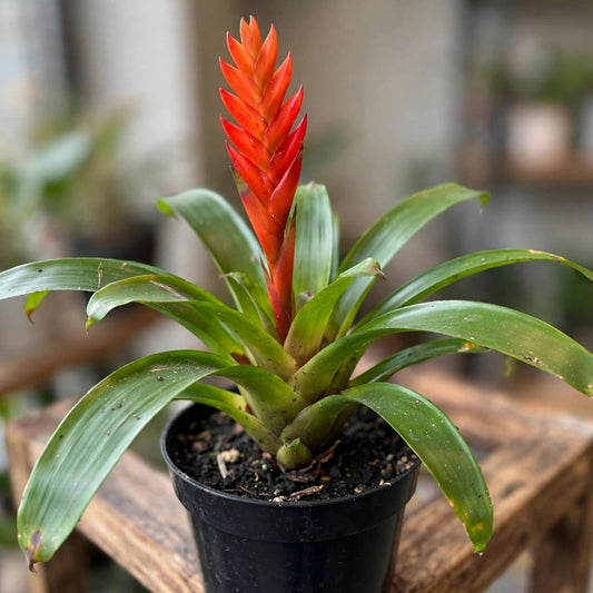 Bromeliad Guzmania