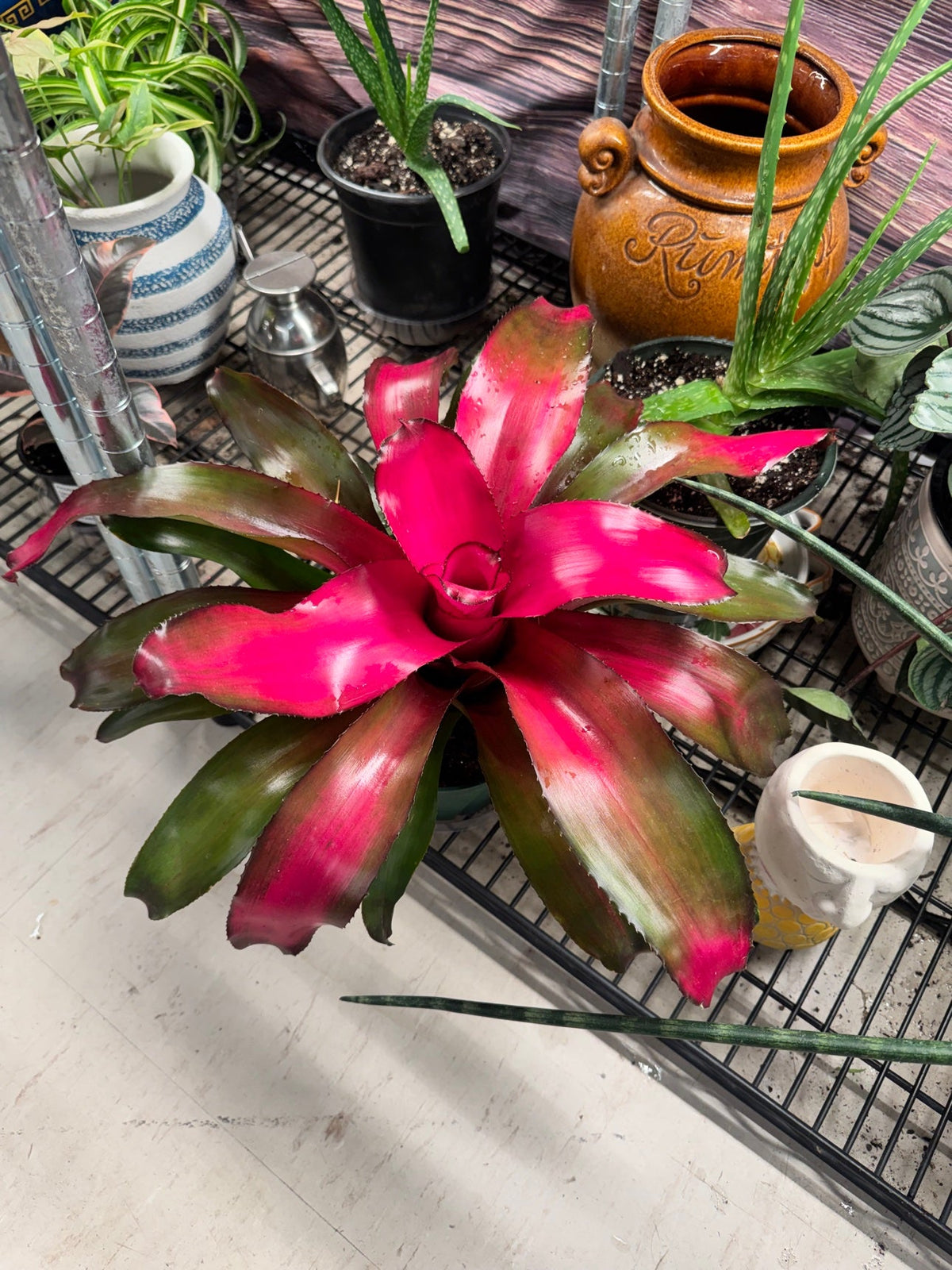 Red Bromeliad