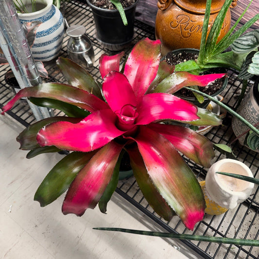Red Bromeliad