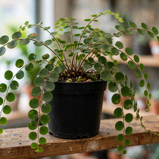 Pellaea Rotundifolia Button Fern Non