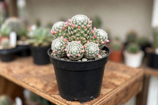 Cactus3”