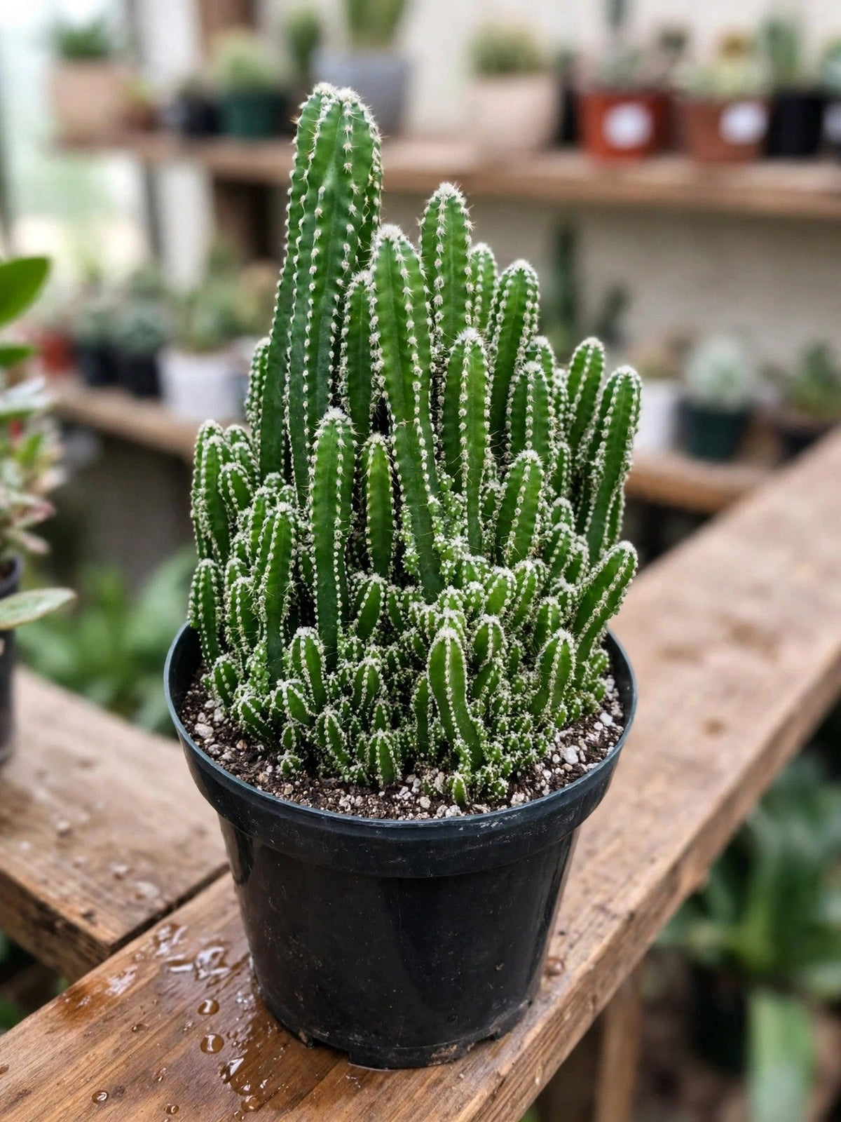 Fairy Castle Cactus