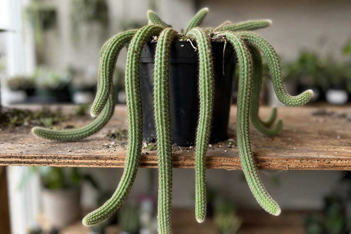 Rat Tail Cactus