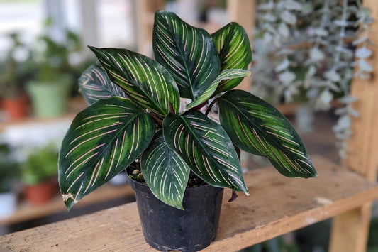 Calathea ornata Beauty Star