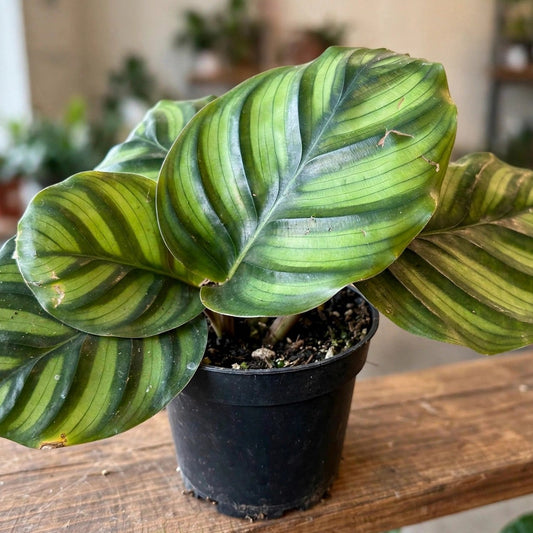 Calathea Fasciata