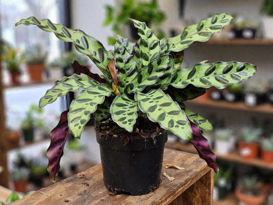 Calathea Lancifolia Rattlesnake