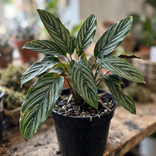 Calathea Vittata