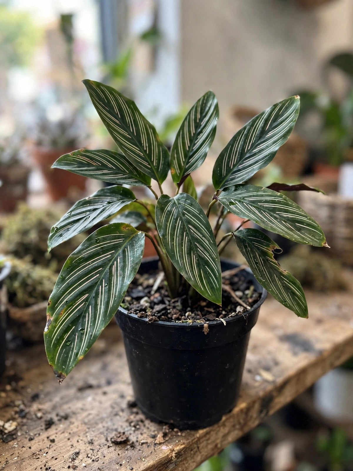 Calathea Vittata