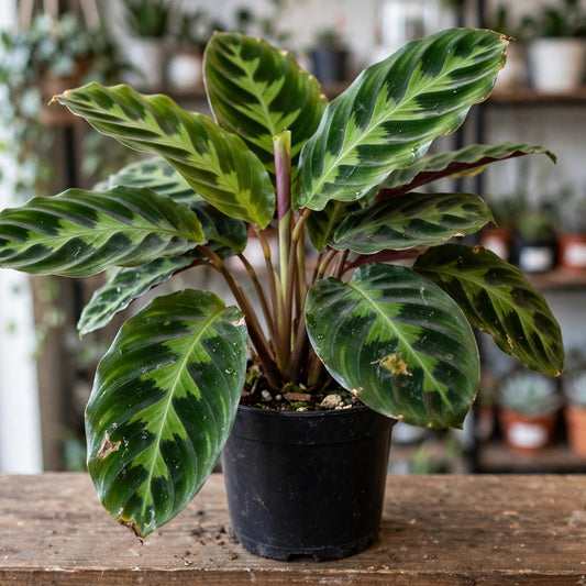 Calathea Warscewiczii