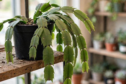 Christmas Cactus