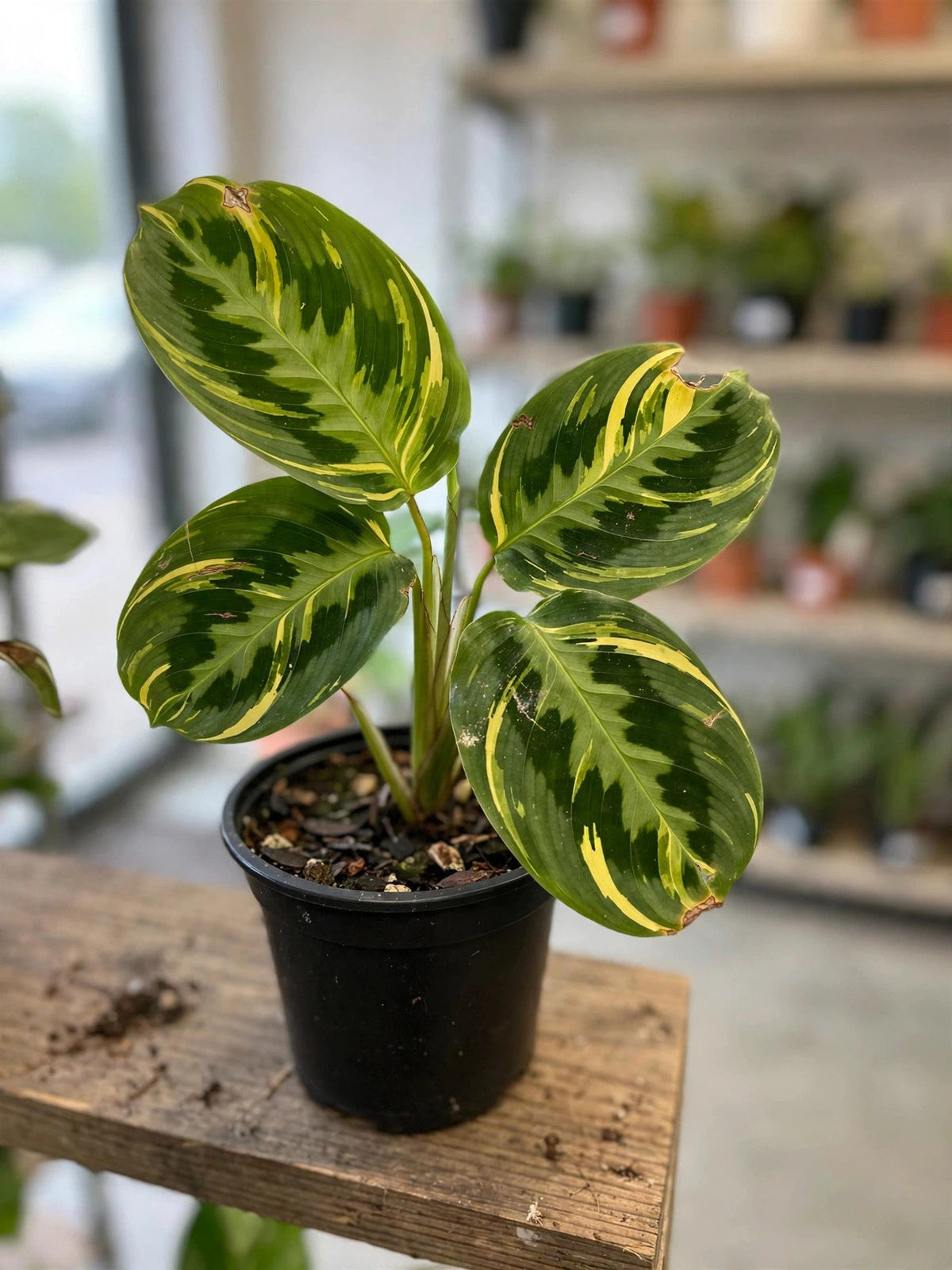 Ctenanthe Lubbersiana Golden
