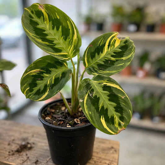 Ctenanthe Lubbersiana Golden
