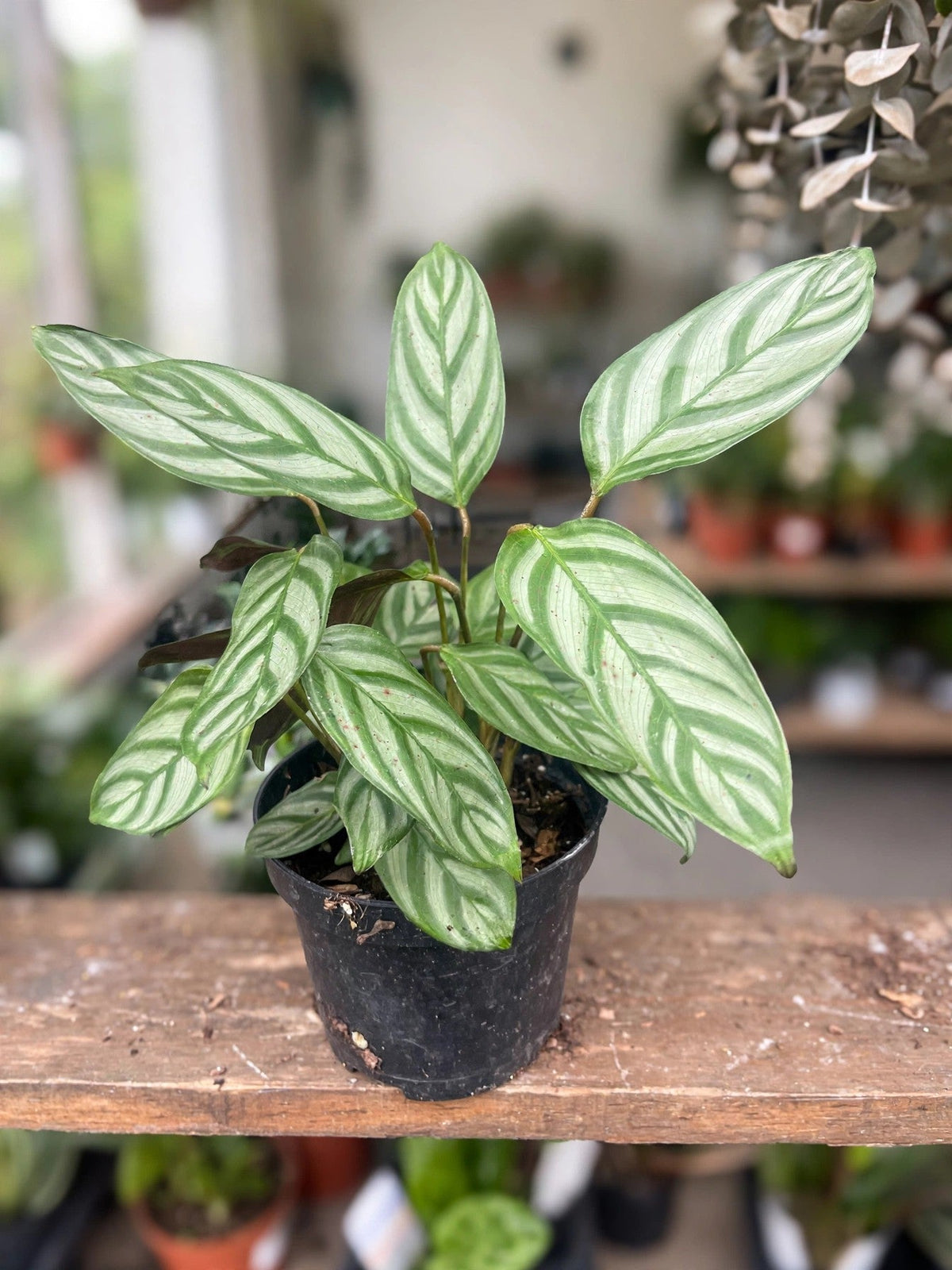 Ctenanthe Setosa